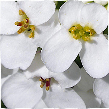 Bittere Schleifenblume (Iberis amara)