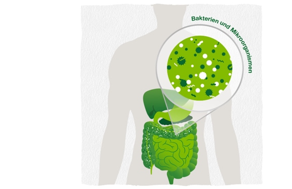 Infographic showing bacteria and microorganisms in the gut