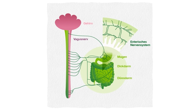 Infographic showing enteric nervous system