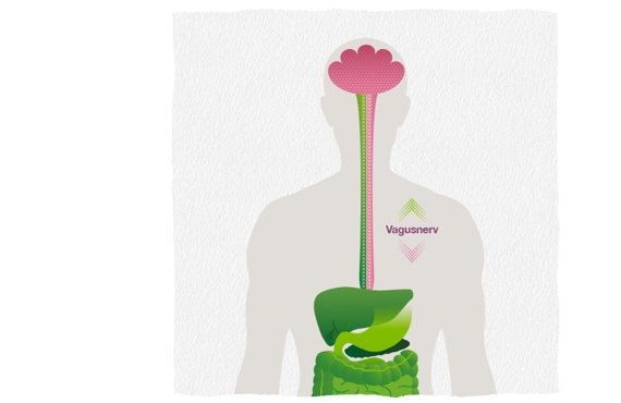Infographic showing the Vagus nerve