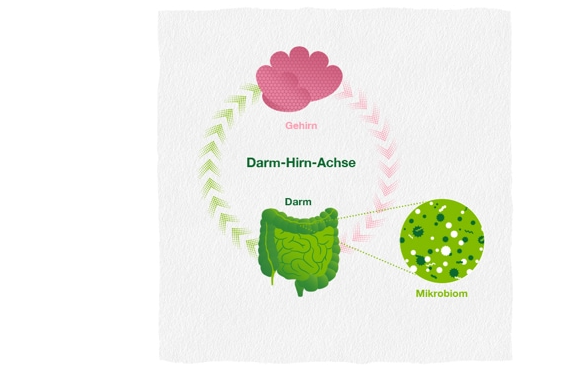 Infographic showing gut and brain connection