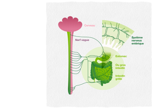 Infographic showing enteric nervous system